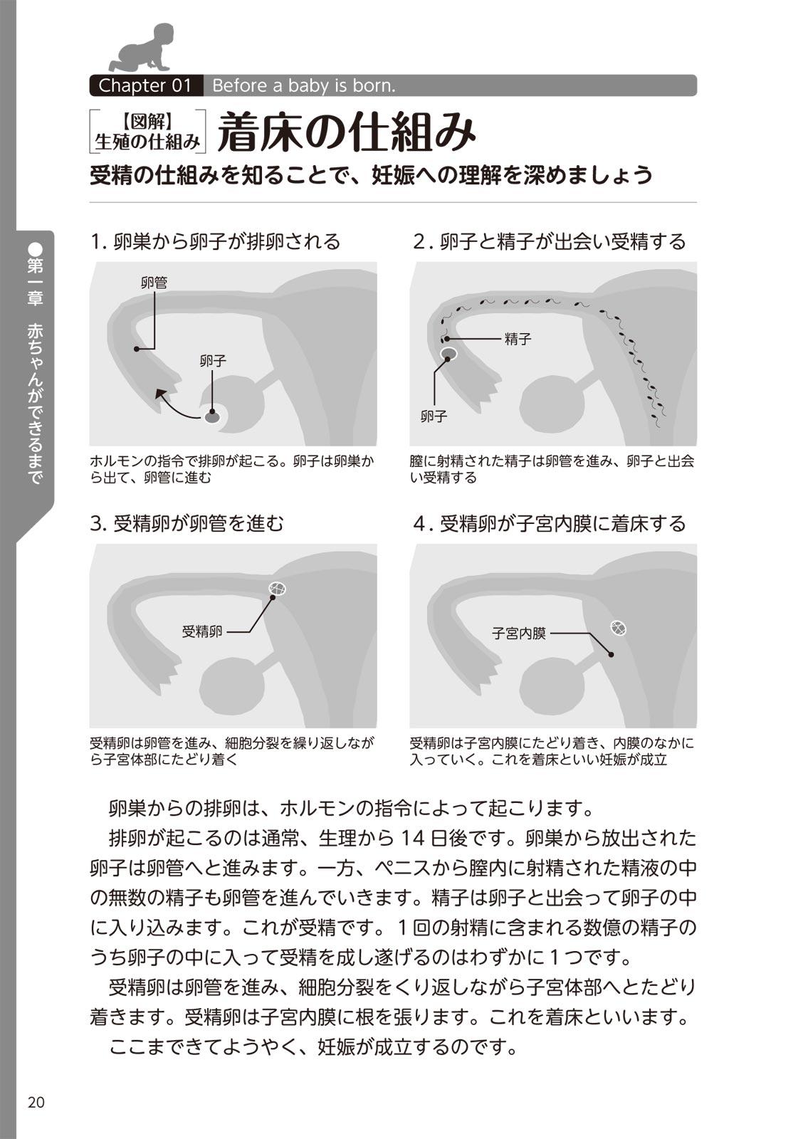 やらなくてもまんがで解る性交と妊娠 赤ちゃんのつくり方 21