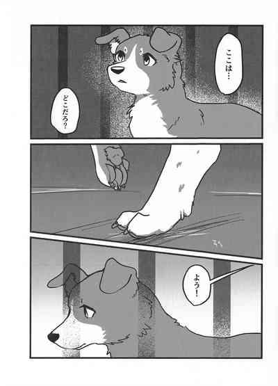 DOG.IN.CAGE The best in corn 2